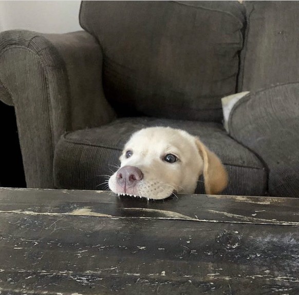 Kleiner Labrador für Cute News