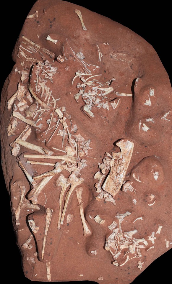 Dinosaurier «Berthasaura leopoldinae»