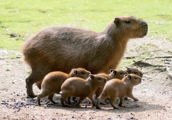 Capybara-Babys

http://imgur.com/gallery/ZCUC5xw
