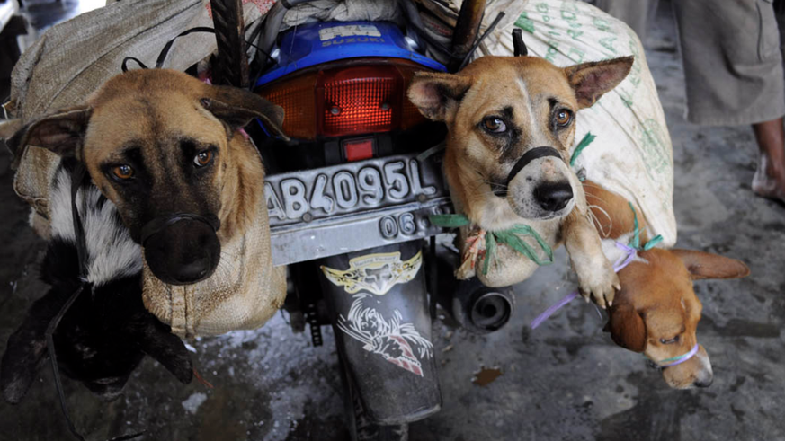 Perdagangan daging anjing sedang booming di Indonesia