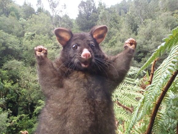 Wenn ein Hamster Snapchat benutzt, ist es Zeit fÃ¼r lustige Tierbilder
wuhe es ist Freitag.

Danke Pascal, es geht mir jetzt schon viel besser