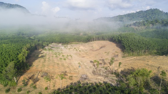 Abgeholzte Flächen im brasilianischen Urwald.