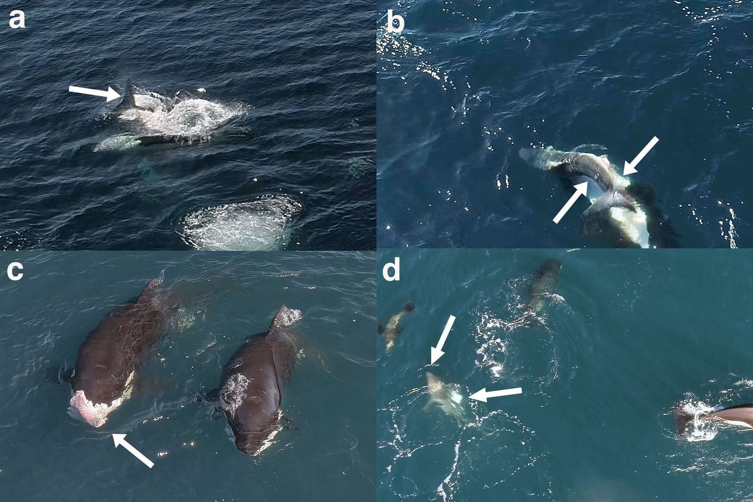 Sequence of the killer whales attacking the first juvenile white sharks (Carcharodon carcharias) on 15th of August 2020. Identifying features of the species are visible (denoted by white arrows): (a)  ...