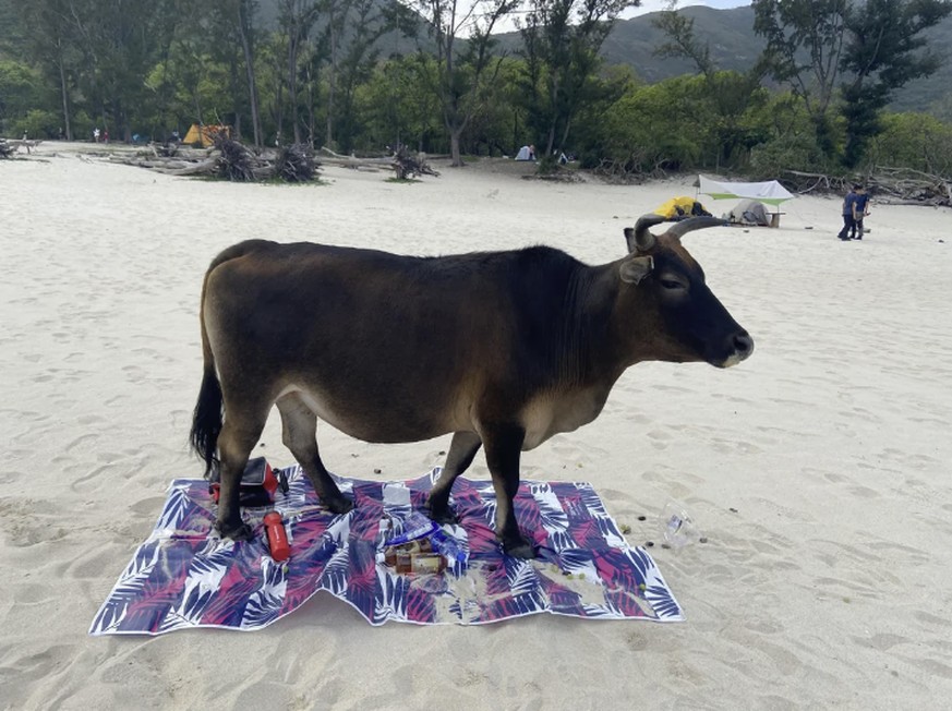 Ferien Fail