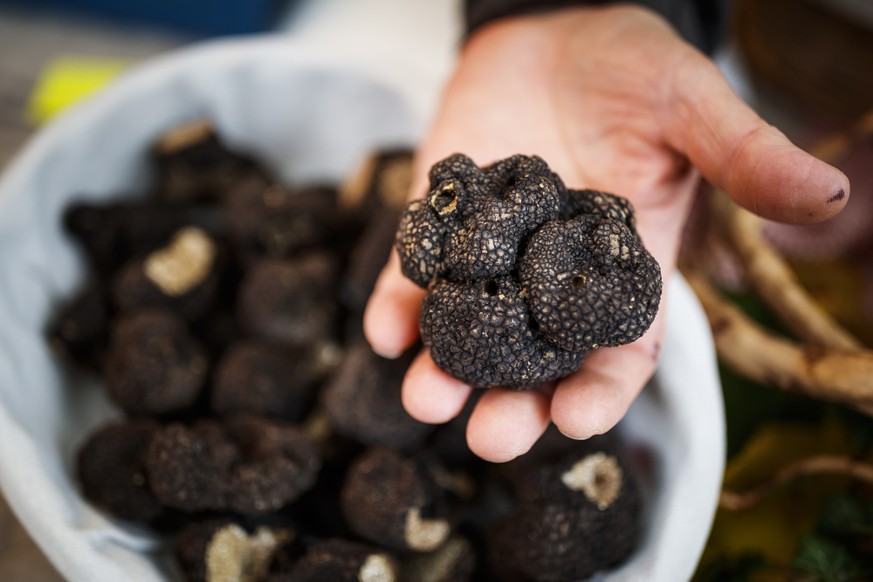 Des truffes de Bourgogne (Tuber uncinatum) sont photographiees lors du 10e marche aux truffes de Bonvillars ce samedi 27 octobre 2018 a Bonvillars. (KEYSTONE/Valentin Flauraud)