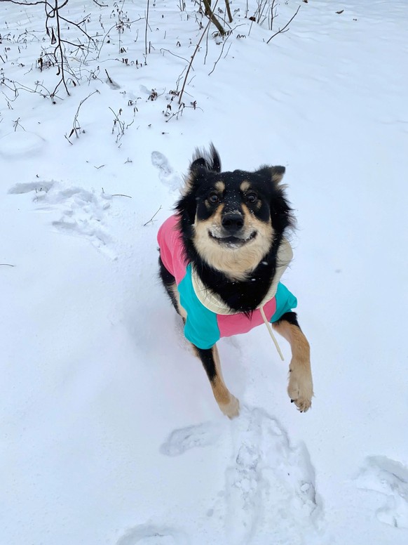cute news tier hund

https://www.reddit.com/r/rarepuppers/comments/197b0gr/living_in_the_south_my_husky_mix_rarely_sees_snow/