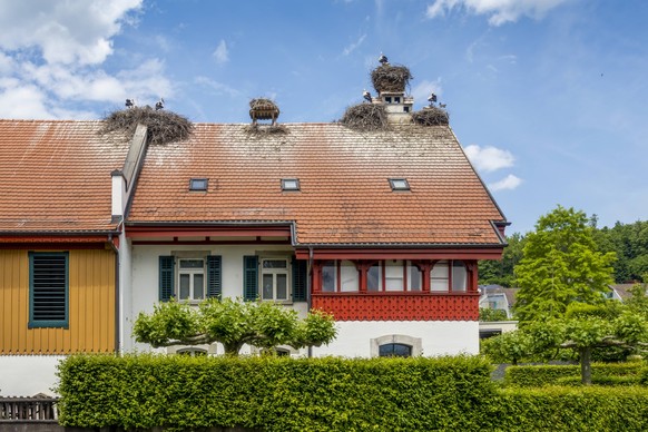 Stork nests on house roof amidst plants at colony in Uznach, Switzerland, MAMF02969