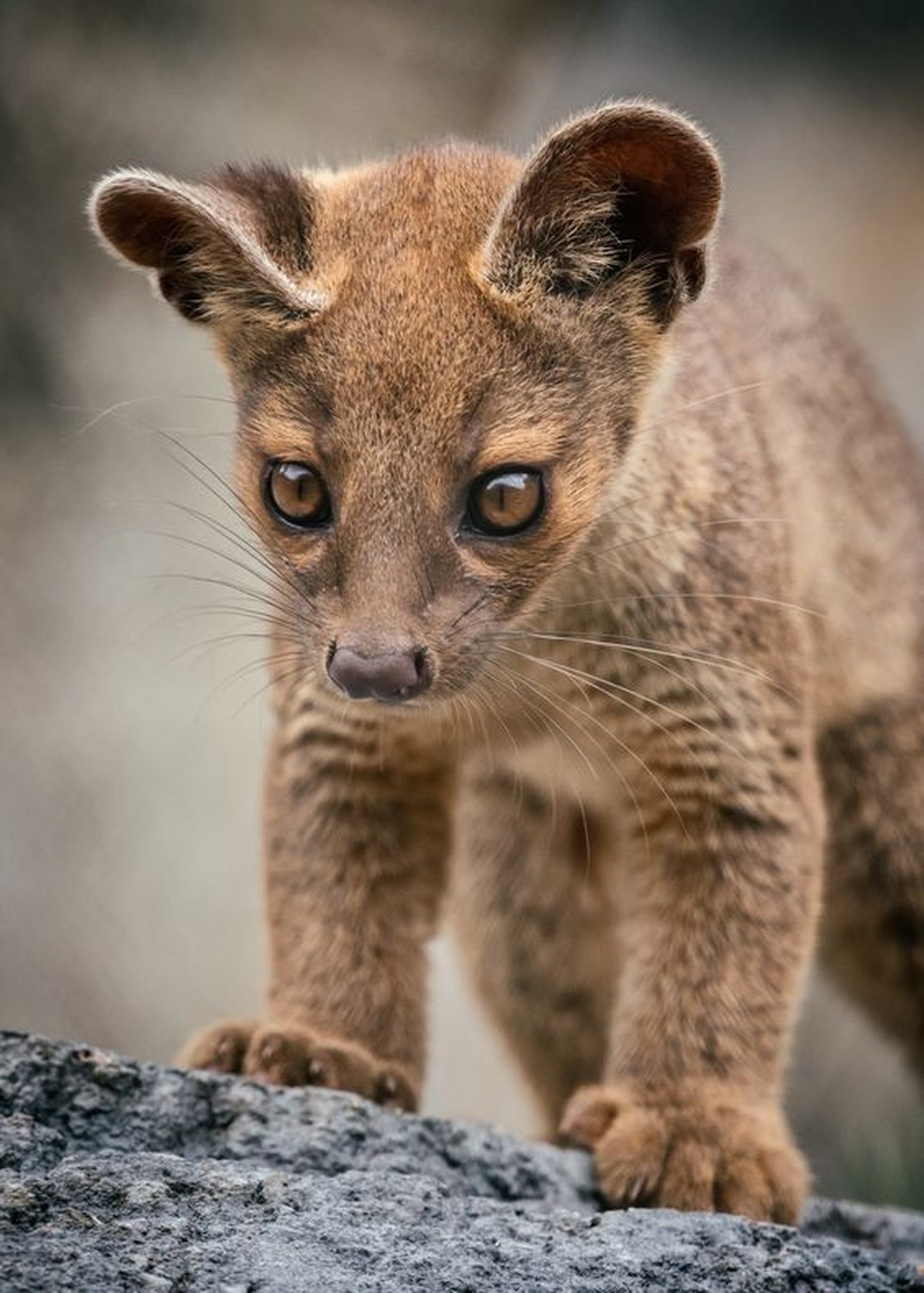 cute news tier fossa

https://ch.pinterest.com/pin/262194009548042027/