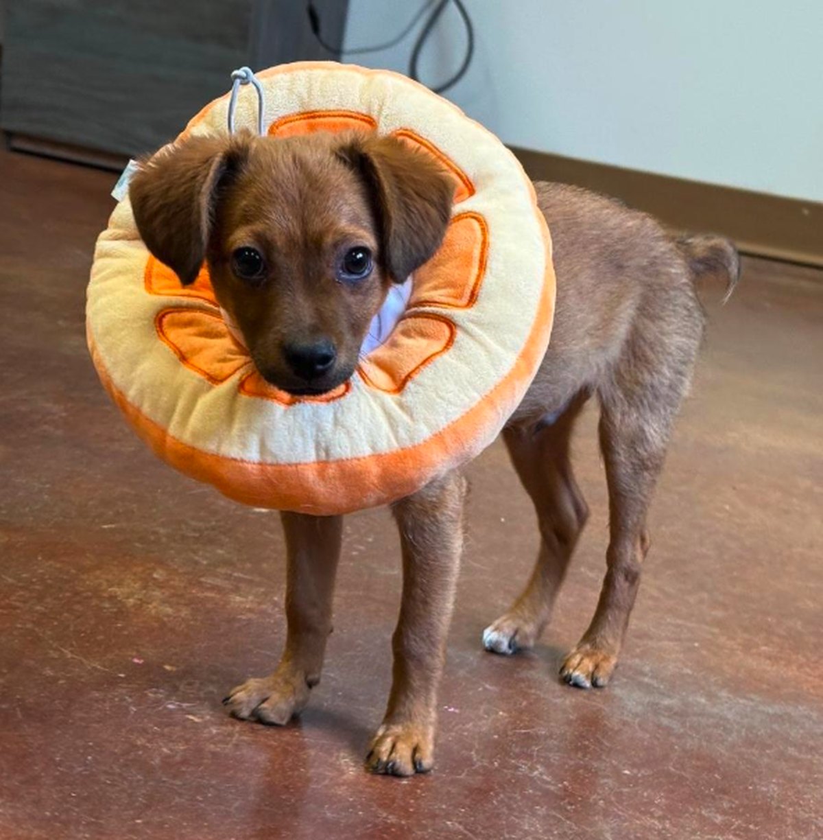 Hund mit Orange

https://www.reddit.com/r/IDmydog/comments/1wfnw0l/other_than_the_cutest_puppy_youve_seen_all_week/#lightbox
