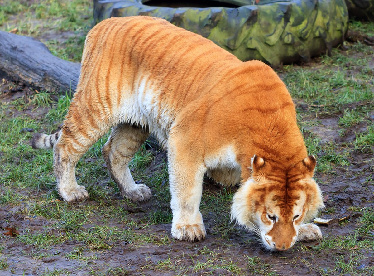 Liger sind die grössten Katzen der Welt.