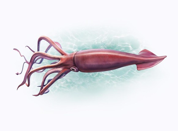Mesonychoteuthis hamiltoni Koloss-Kalmar