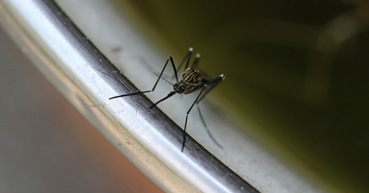 Warum es ein Problem ist, dass es in Island neu Steckmücken hat