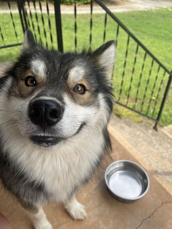 cute news tier hund

https://www.reddit.com/r/rarepuppers/comments/1kremi4/just_a_random_dog_that_showed_up_my_house_thought/