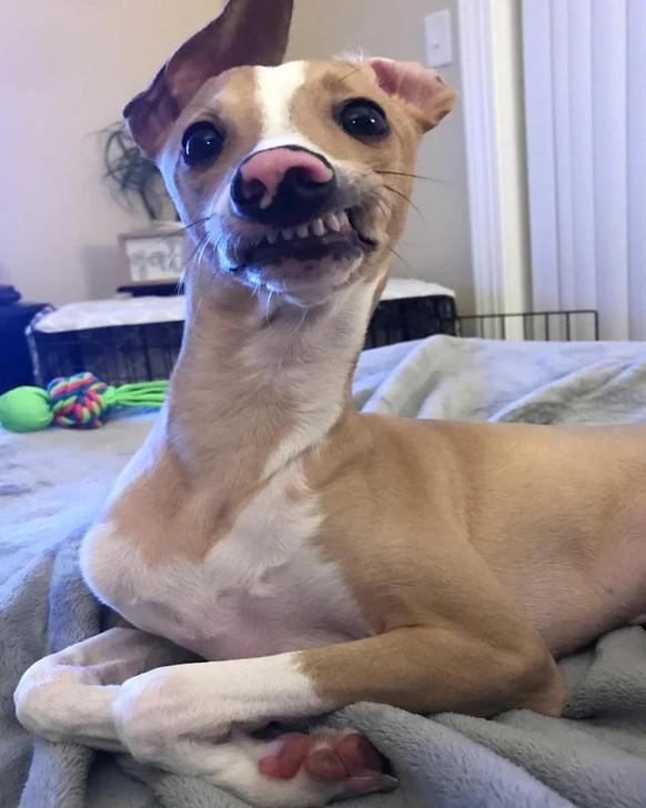 Dog https://www.reddit.com/r/AnimalsBeingDerps/comments/11jtg3a/jasper_being_the_ultimate_derp/