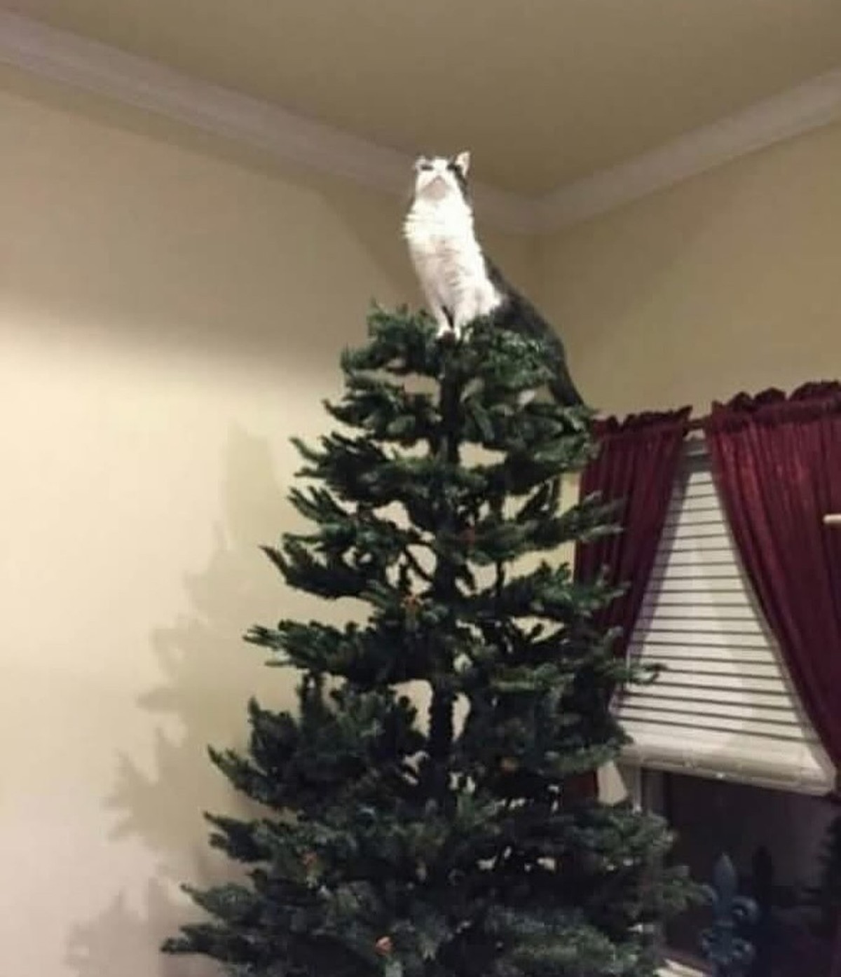 cute news tier katze

https://www.instagram.com/p/DRA3BBegOpn/