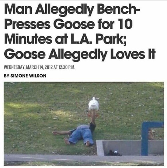 «Mann macht angeblich 10 Minuten lang Bankdrücken mit einer Gans in einem Park in L.A.; die Gans liebt es angeblich.»