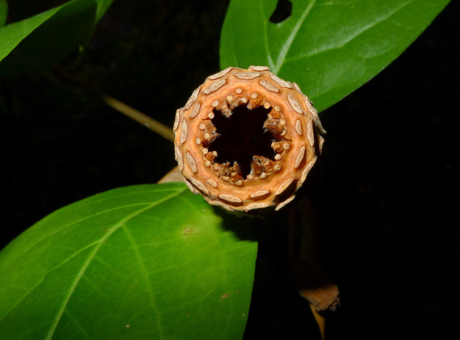 Die Frucht des Kalifornischen Gewürzstrauches (Calycanthus occidentalis) hat uns Keir geschickt, weil «ein wichtiger Teil des Projektes ist es, verschiedene Teile der Pflanzen zu zeigen, da die meiste ...