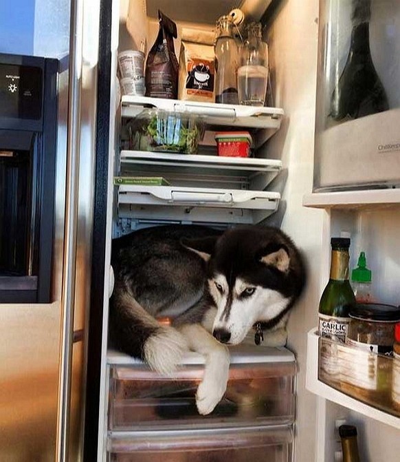 Husky im Kühlschrank
http://www.lifewithcats.tv/2016/07/21/when-its-hot-youre-hot/