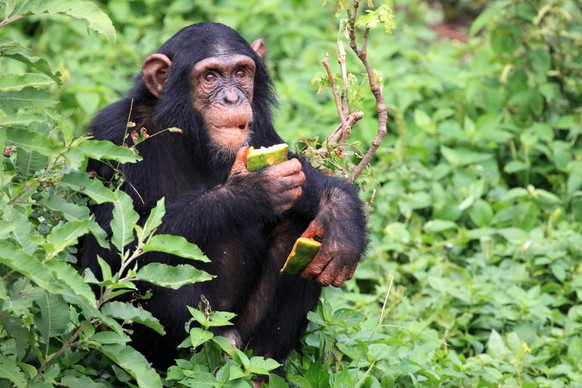 Chimpanzee Sanctuary, Game Reserve - Uganda, East Africa Copyright: xSamxD Cruzx/xDesignxPicsx , 30995579 PUBLICATIONxINxGERxSUIxAUTxONLY Copyright: SamxD Cruzx/xDesignxPics 30995579
