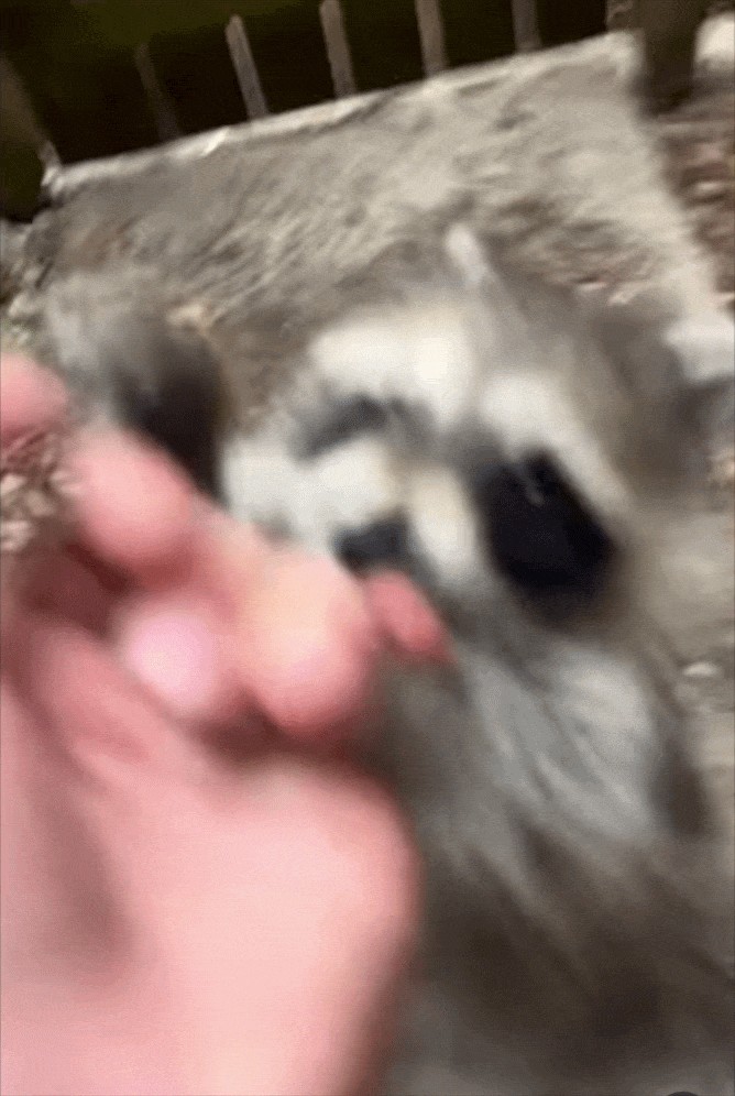 Animiertes GIF