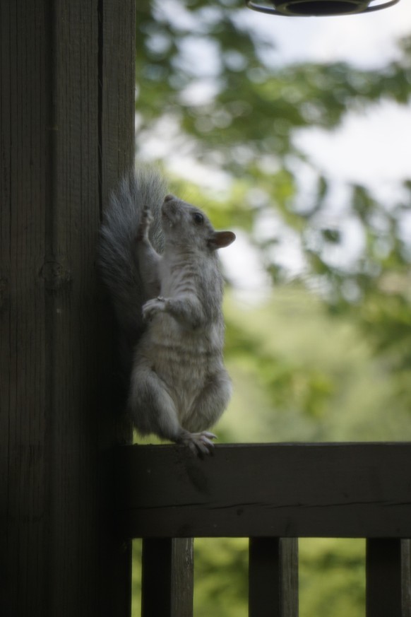 cute news animal tier squirrel eichhörnchen

https://www.reddit.com/r/squirrels/comments/x79r00/look_at_me_im_a_ballerina/
