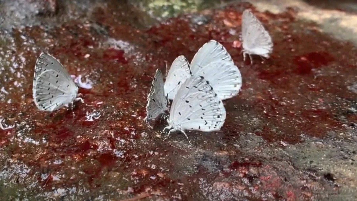 creepy nature

https://www.reddit.com/r/oddlyterrifying/comments/1li4r9f/these_butterflies_in_the_amazon_drink_blood_and/