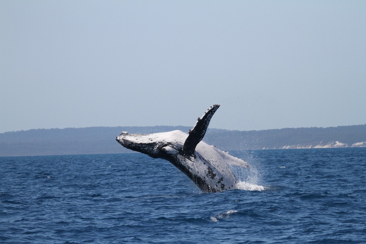 This photo provided by the Pacific Whale Foundation in May 2026, shows a humpback whale breaching off the coast of Australia. (Pacific Whale Foundation via AP)
Humpback Whale Migration