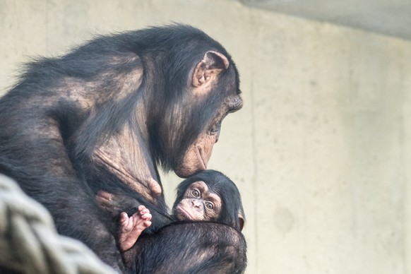 HANDOUT - Undatierte Aufnahme des neuen Schimpansenbabys Ponima mit ihrer Mutter Garissa im Zoo Basel, zur Verfuegung gestellt am Mittwoch, 8. August 2018. (HANDOUT ZOO BASEL/TORBEN WEBER) *** NO SALE ...