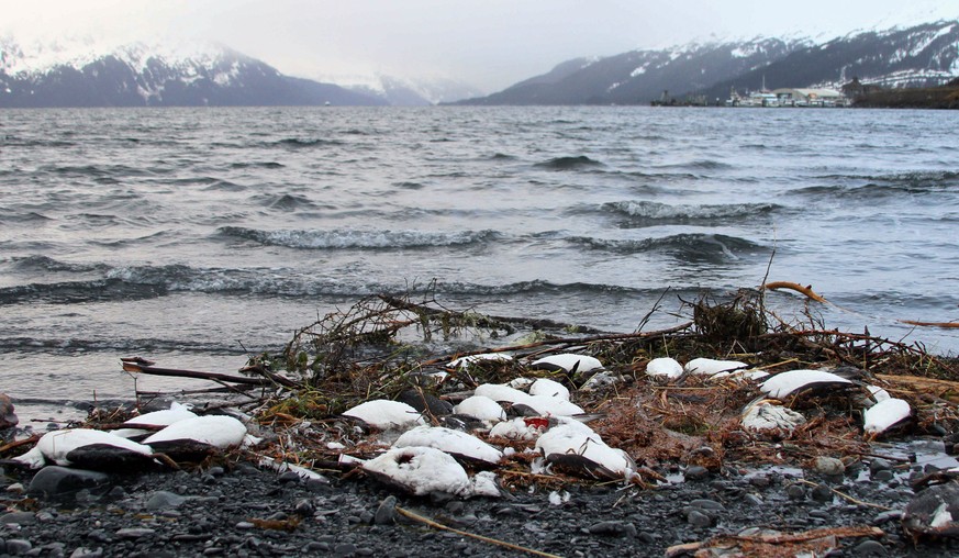 FILE - In this Thursday, Jan. 7, 2016 file photo, dead common murres lie washed up on a rocky beach in Whittier, Alaska. A federal laboratory that assesses disease in wildlife is calling for more rese ...