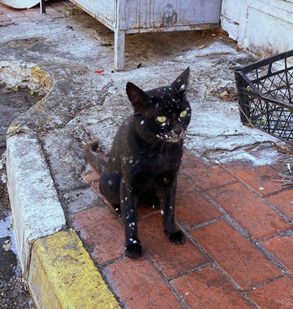 CUTE NEWS TIER KATZE
https://www.reddit.com/r/mildlyinteresting/comments/jb4p2z/a_black_vitiligo_kitty/