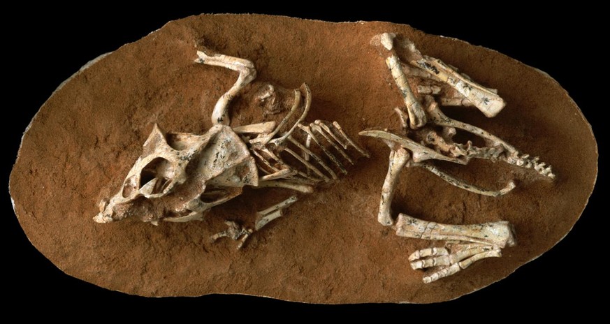 Versteinerter Embryo eines Protoceratops kurz vor dem Schlüpfen.