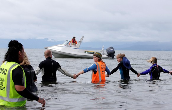 Volunteers form a human chain to stop a pod of stranded pilot whales grounding again after being refloated after one of the country&#039;s largest recorded mass whale strandings, in Golden Bay, at the ...
