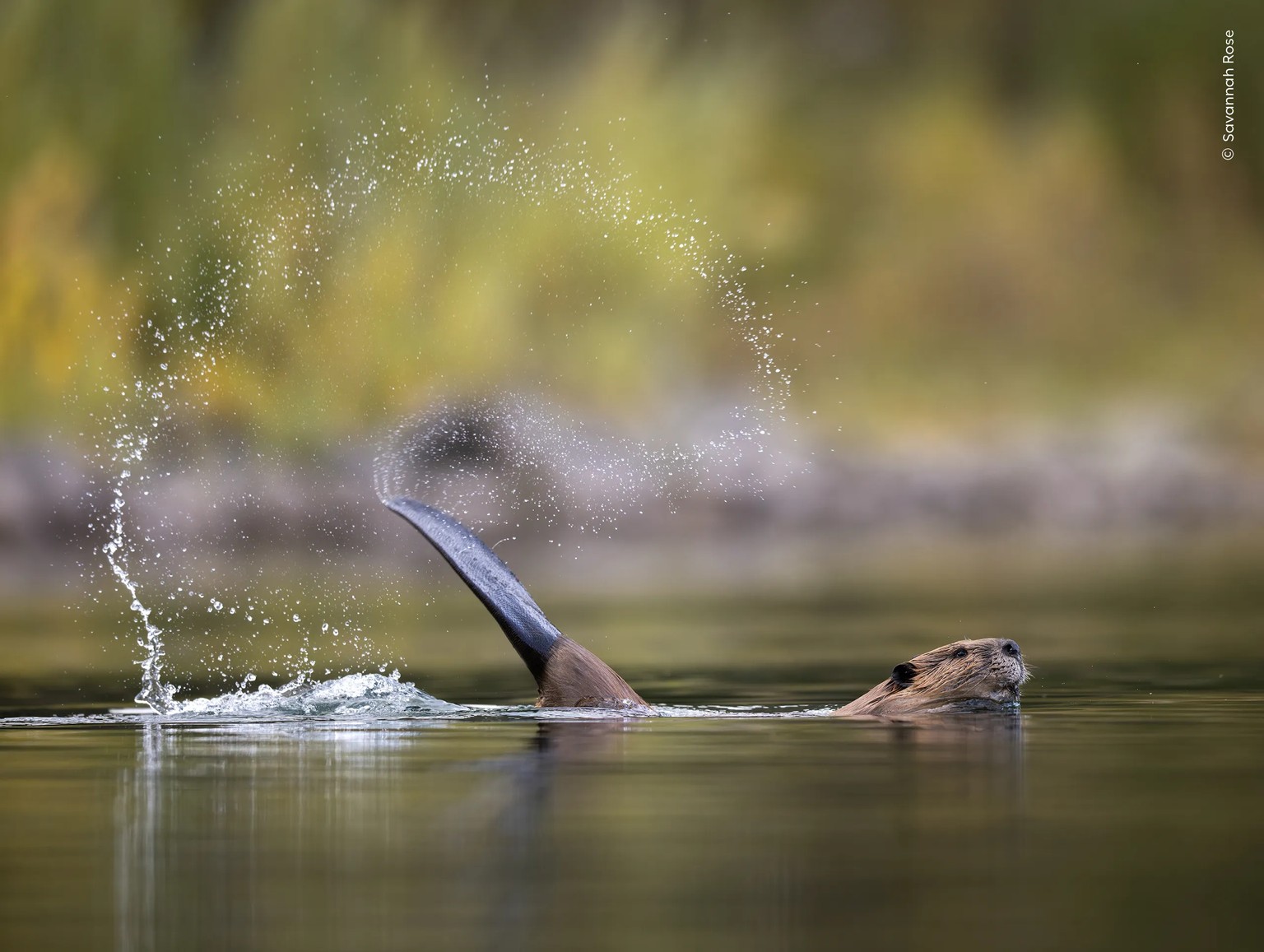 Slap Shot.

A beaver cocks its tail before slapping it down on the water to alert its family to a newcomer.

Savannah enjoys photographing North American beavers in this pond in Jackson, Wyoming, USA. ...