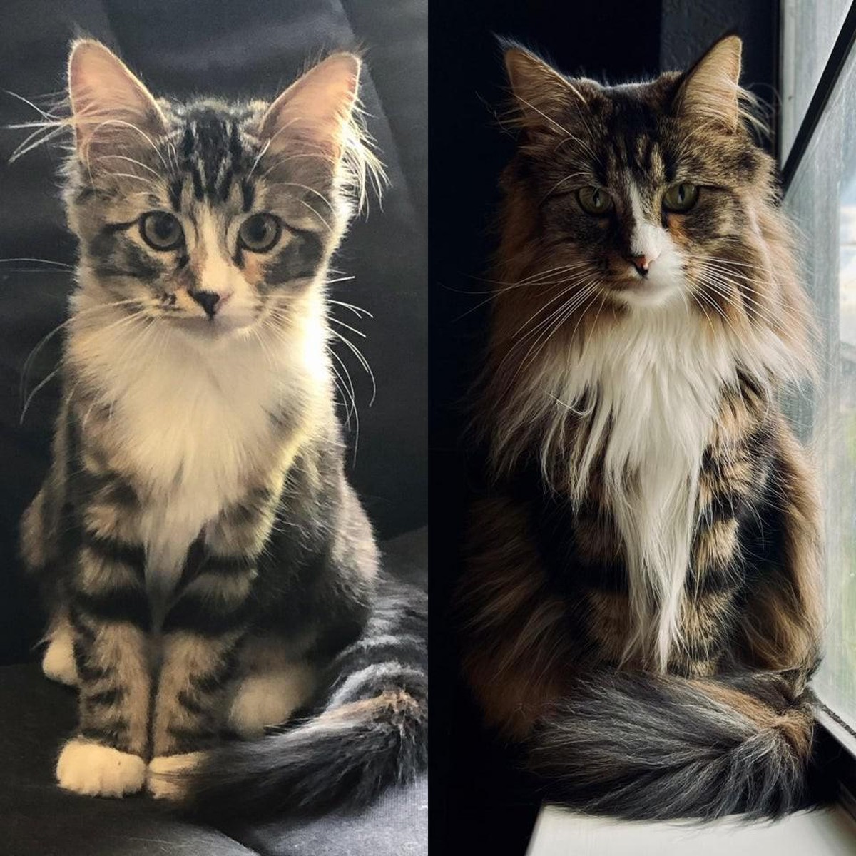 cat katze tier animal cute news

https://www.reddit.com/r/aww/comments/qllxzu/corsa_2_years_apart_same_pose_in_the_same_window/