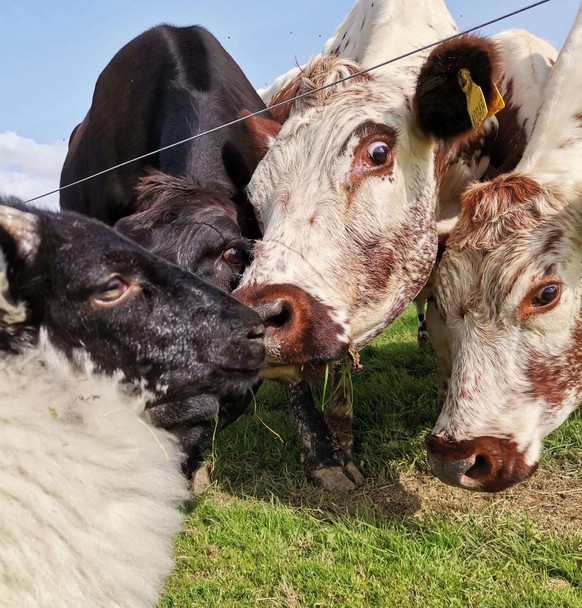 cute news tier kühe

https://www.reddit.com/r/Eyebleach/comments/15z5uao/some_cows_seeing_a_lamb_for_the_first_time_they/