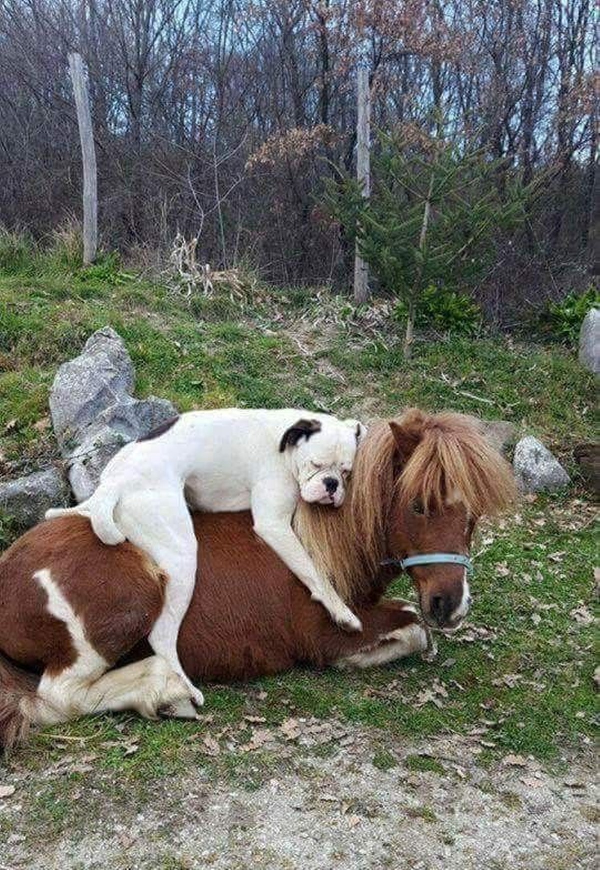 Lustige Tiere.
Hakuna Matata.

Whatever. Wenn du das hier liest, hast du wohl nichts Besseres zu tun?