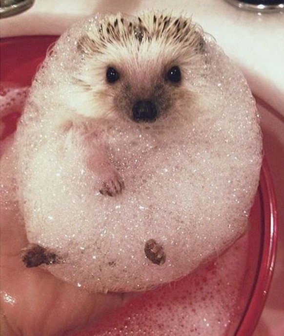 Wenn du das liest, ist es schon zu spГ¤t: PICDUMP
Immer schГ¶n sauber bleiben Leute рџҐ°