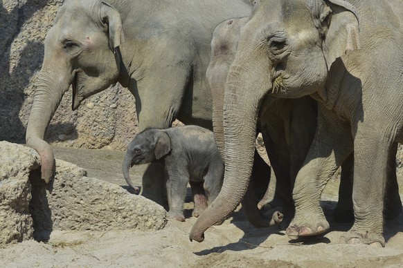 Der Elefantenbulle Maxi ist der Vater.