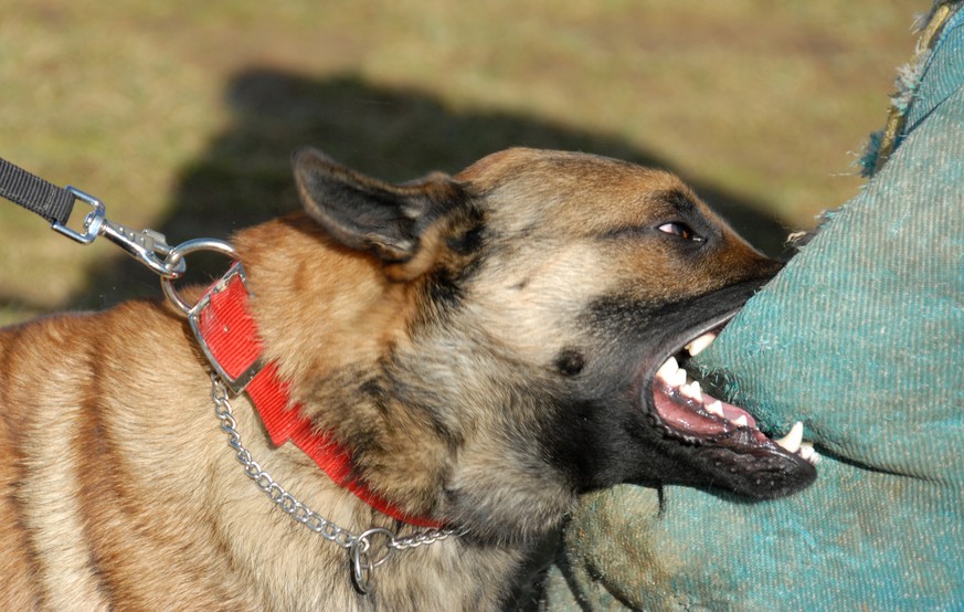 Politikum Hund: Die obligatorischen Kurse für Halter werden vielerorst abgeschafft.