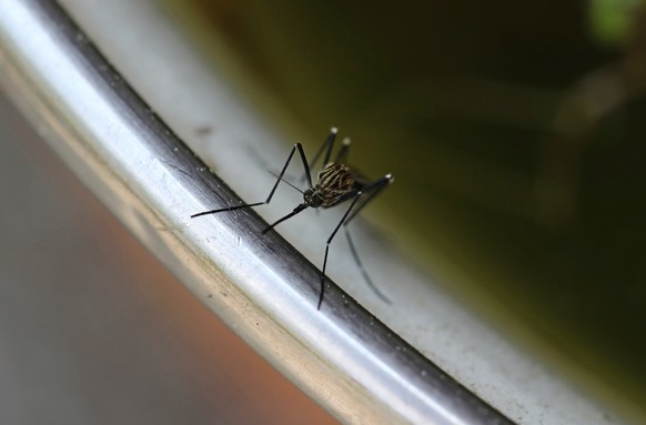 Close-up of an Asian bush mosquito Aedes japonicus from the front, Close-up of an Asian bush mosquito Aedes japonicus from the front. Biting proboscis of a striped mosquito