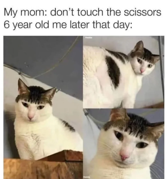 Lustige Tier-Memes
