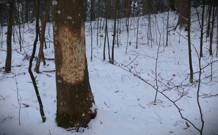 Spuren der Wisente am 10. Januar 2023 vom Projekt Wisent Thal im Solothurner Jura