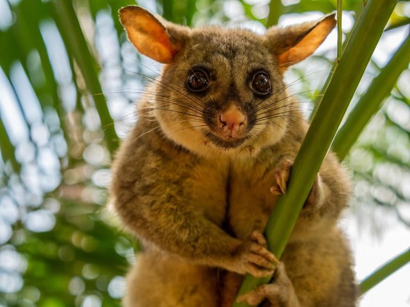 possum hält frau in australien als geisel