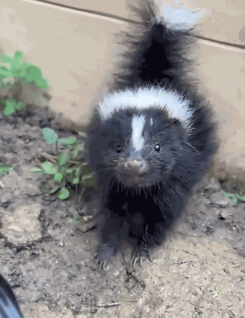 Animiertes GIF
