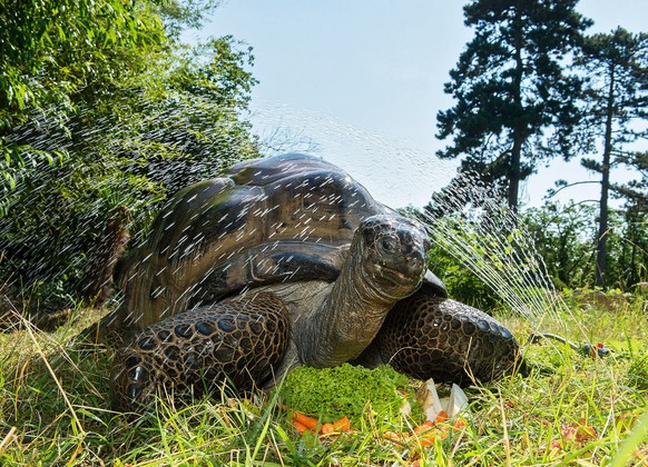 ABD0023_20150706 - WIEN - ÃSTERREICH: ZU APA0113 VOM 6.7.2015 - Die Tiere im Tiergarten SchÃ¶nbrunn haben ihre eigenen Methoden, um der Hitze zu entkommen: schattige PlÃ¤tze aufsuchen, sich weniger b ...