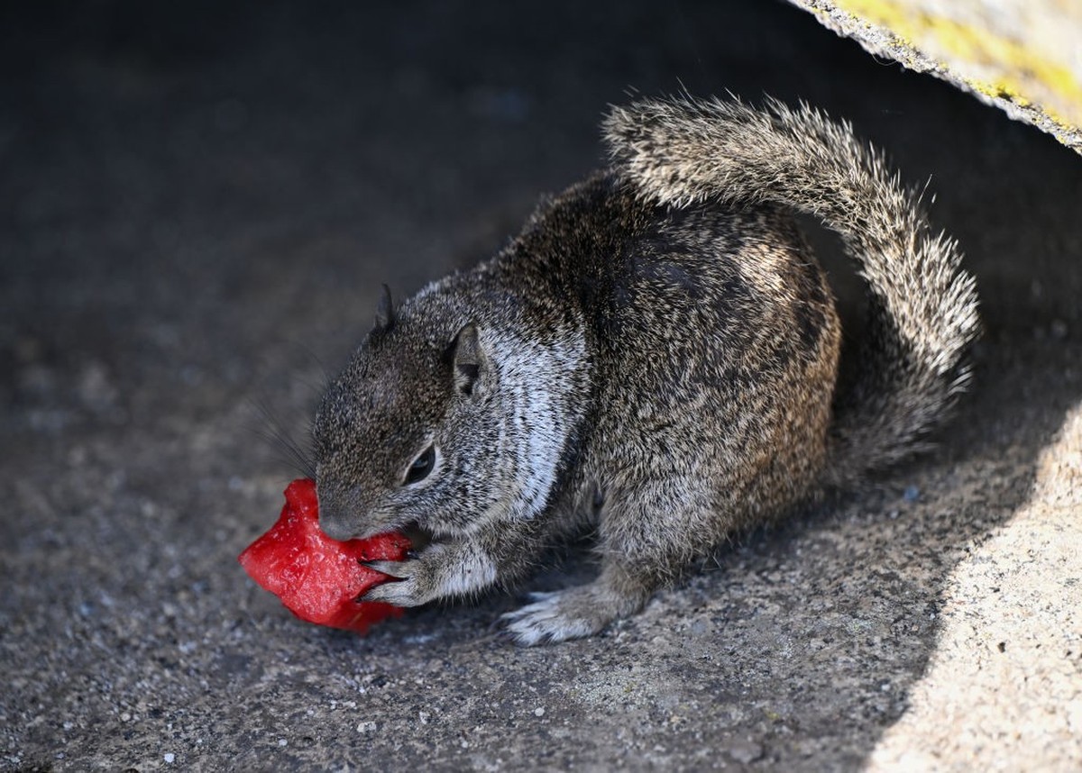 CALIFORNIA, USA - AUGUST 12: A squirrel eats watermelon at Glacier Point during sunrise in Yosemite National Park of California, United States on August 12, 2024. (Photo by Tayfun Coskun/Anadolu via G ...