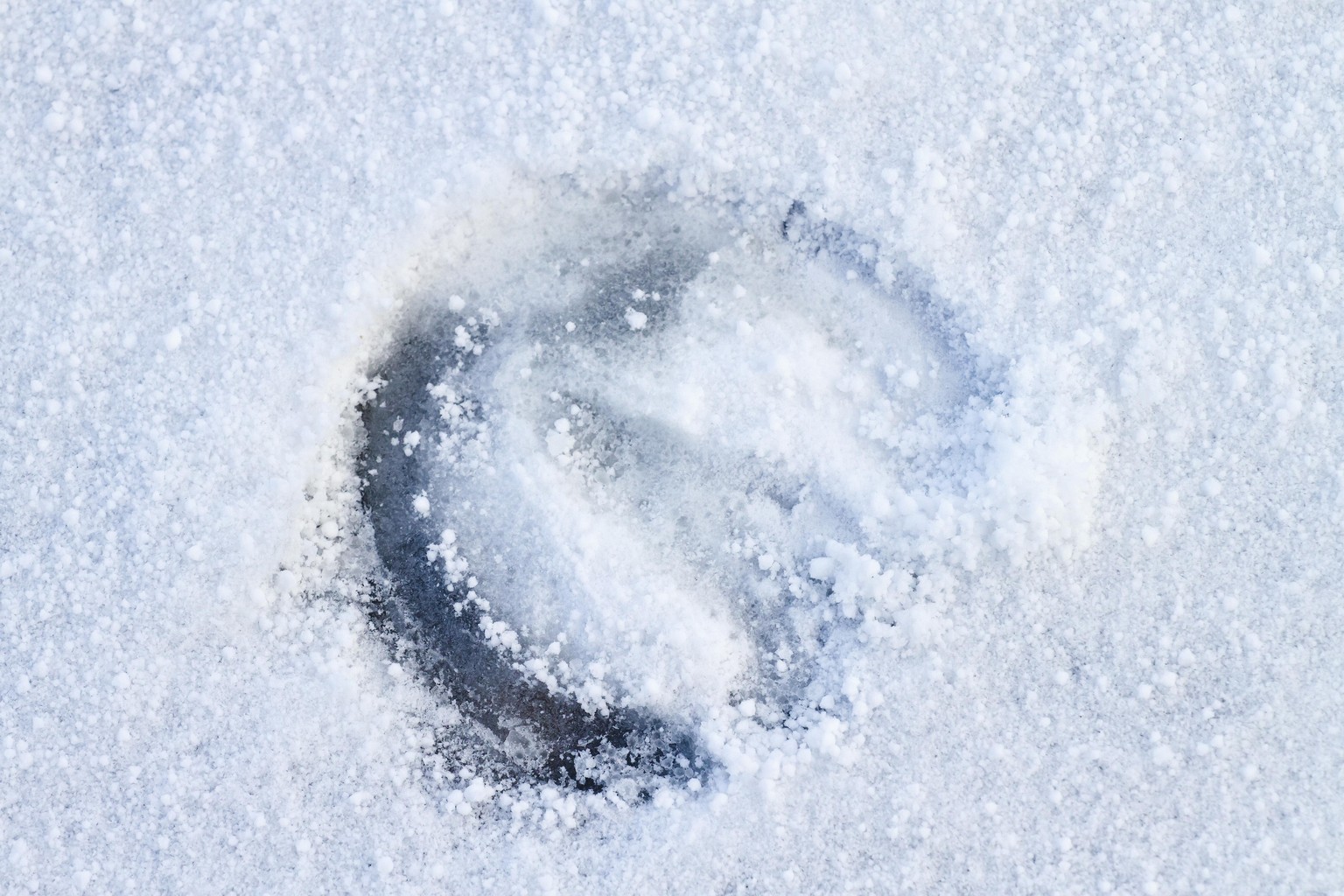 Tierspuren Im Schnee Erkennen Grundschule - Das ...