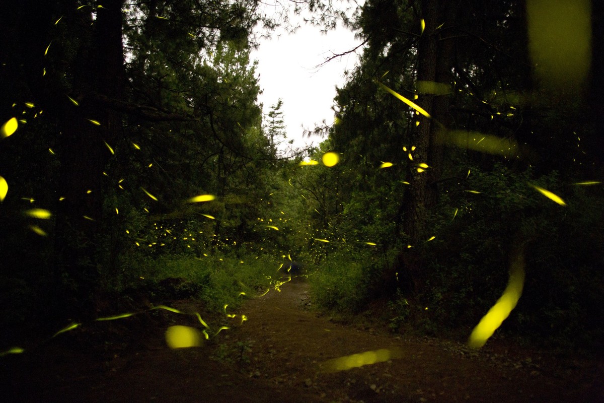 In this July 22, 2016 photo, fireflies light up a forest path inside Santa Clara Firefly Sanctuary, near Nanacamilpa, Tlaxcala state, Mexico. The fireflies appear in numbers between 8:30 and 9:30p.m.  ...