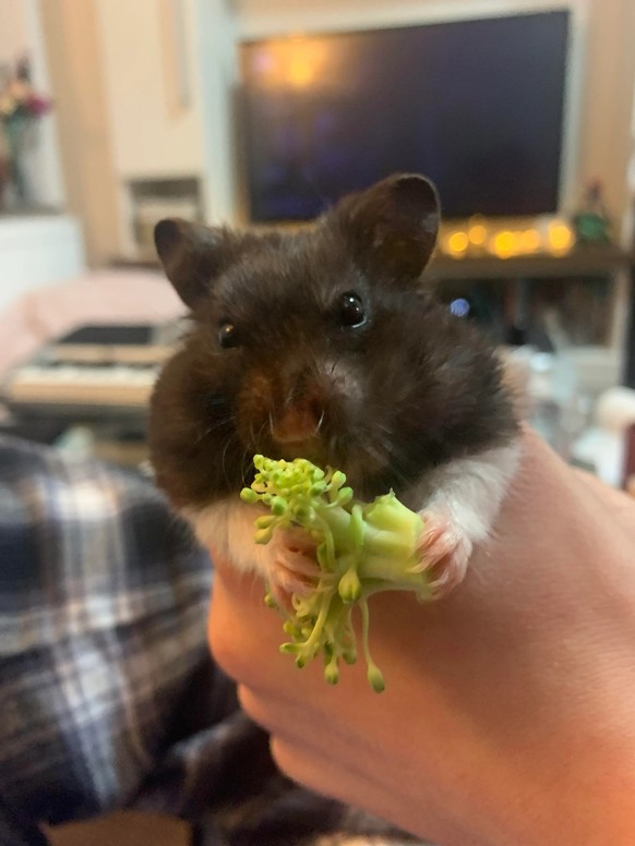 cute news animal hamster eats a broccoli https://www.reddit.com/r/hamsters/comments/z8akdj/i_love_hamsters_tiny_little_hands_when_theyre/