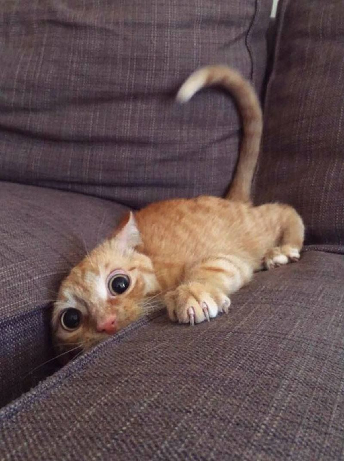 Katze im Sofa

https://i.pinimg.com/1200x/0a/5d/74/0a5d745a0b44ba79149eaa4d3ccfb005.jpg